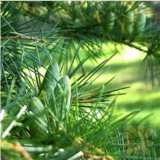 시더우드(Cedarwood Essential Oil)