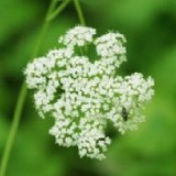 애니씨드(Aniseed) 에센셜오일
